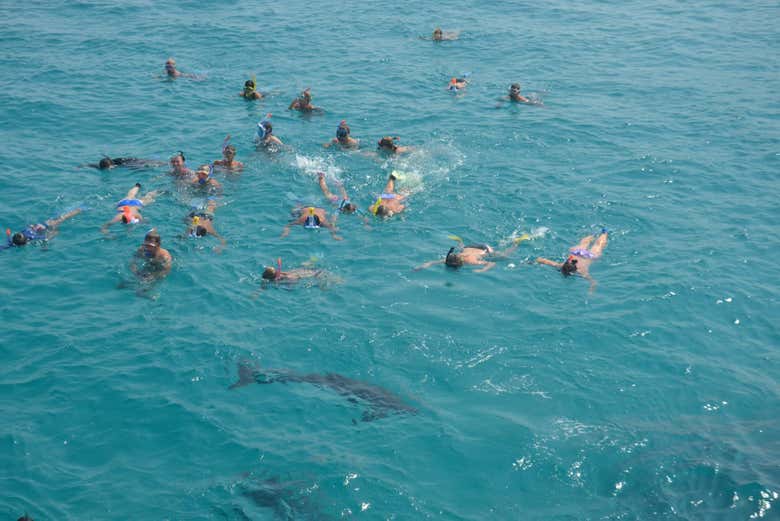 Praticando snorkel com os golfinhos
