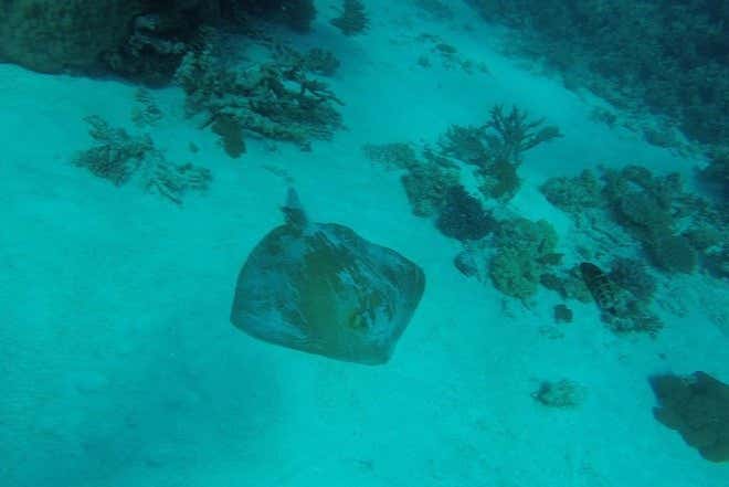 Raie dans les fonds marins