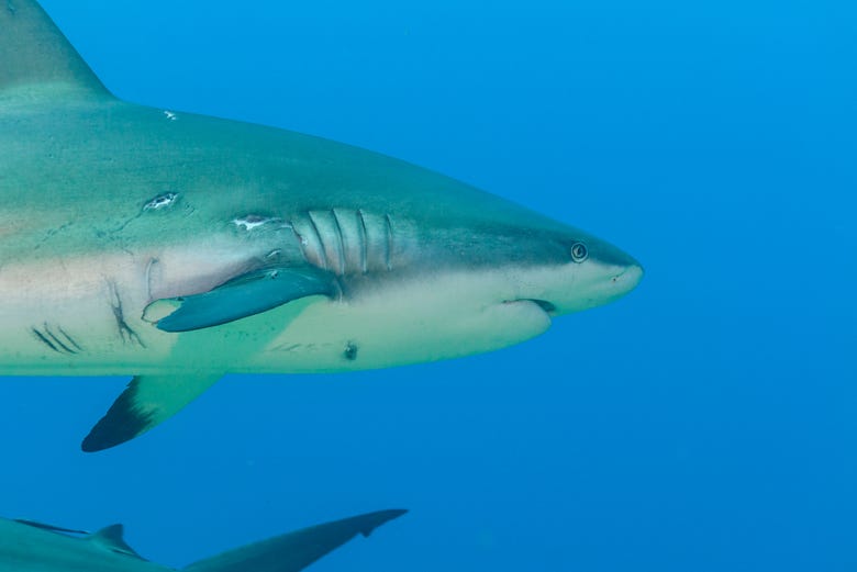 Contemplando os tubarões do aquário de Hurghada