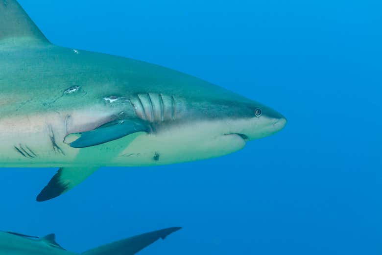 Voir les requins dans l'aquarium d'Hurghada