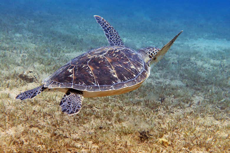 Tartaruga marina ad Abu Dabbab