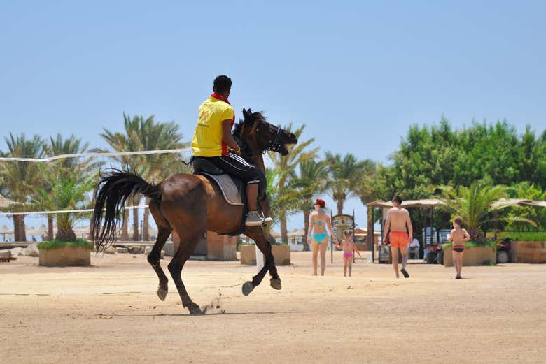 Al galoppo sulla spiaggia di Hurghada