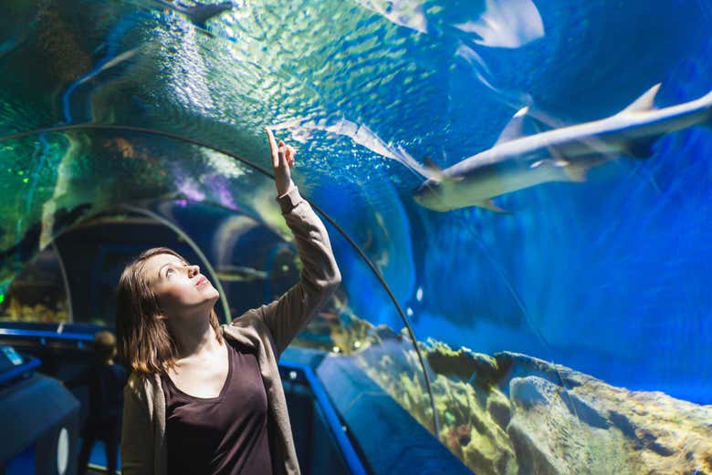 Tunnel dell'acquario con gli squali