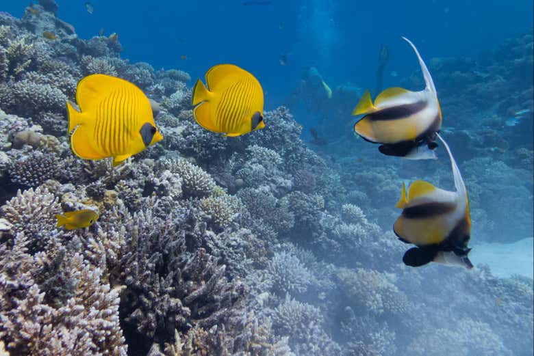 Alla scoperta della fauna marina del Mar Rosso