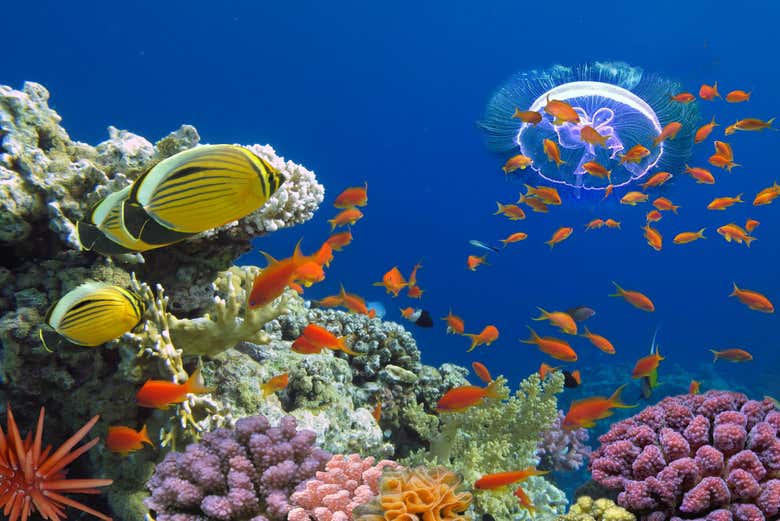 Admirez les fonds marins égyptiens