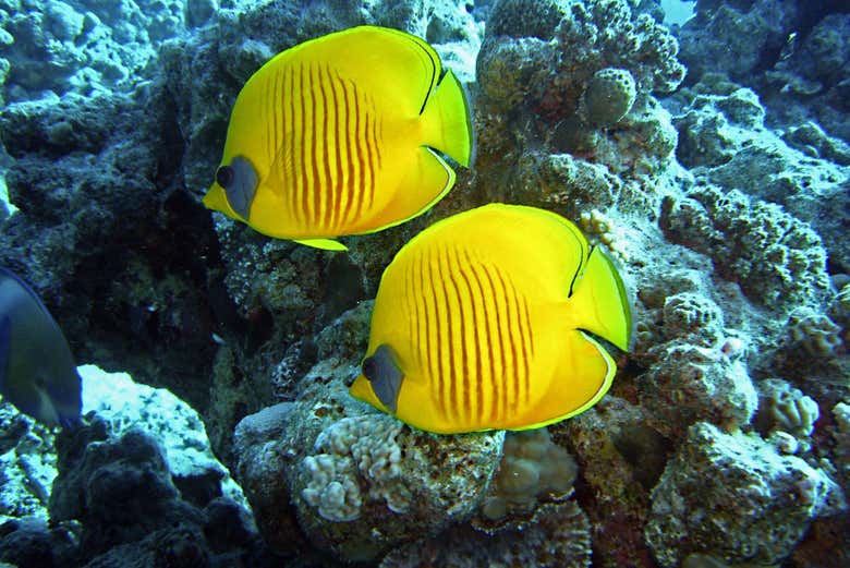 Vida marinha em Sharm El Naga