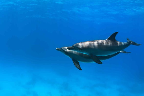 Nage avec des dauphins à Hurghada