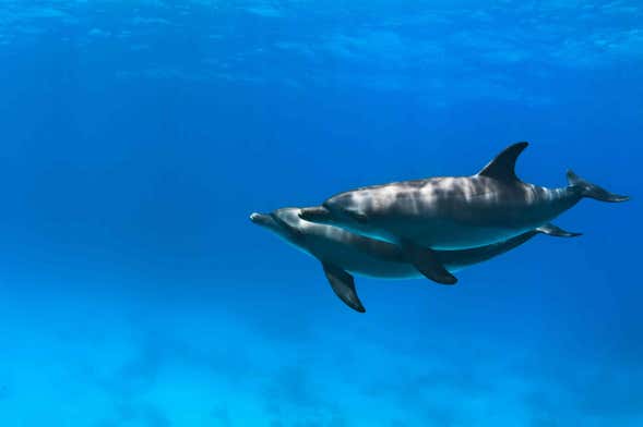 Bagno con i delfini a Hurghada