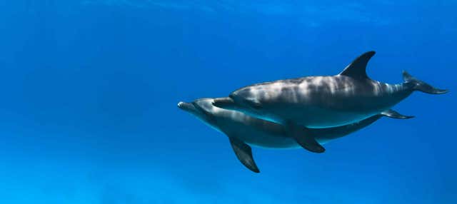 Nadar com golfinhos em Hurghada