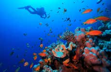 Bautismo de buceo y snorkel en el Mar Rojo