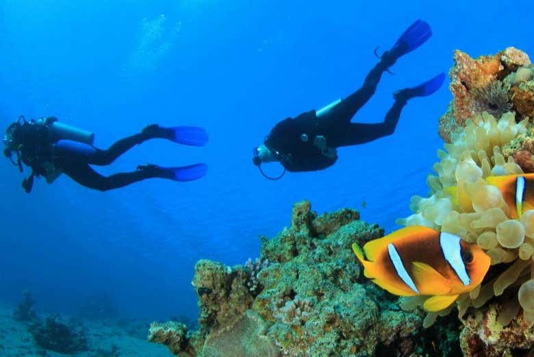 Immersi tra i coralli