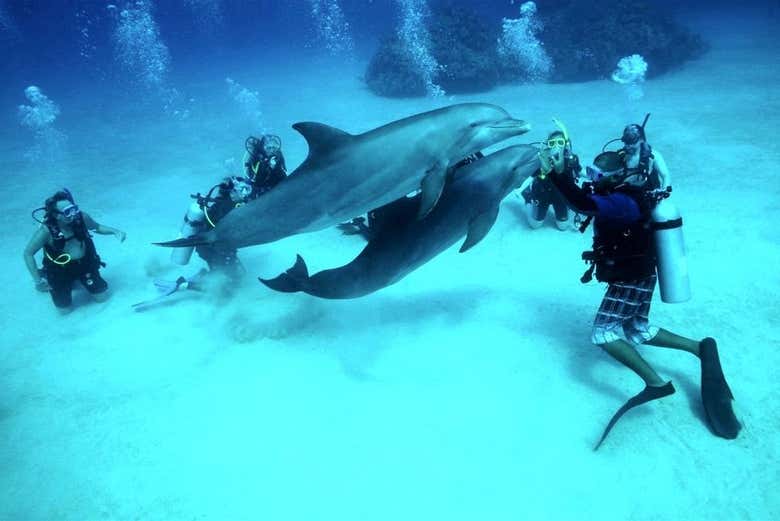 Immersione con i delfini