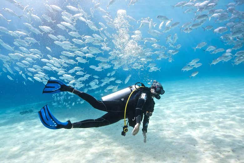 Alla scoperta della fauna marina