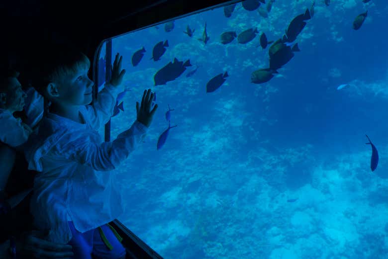 Un niño disfrutando de los peces
