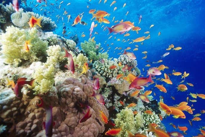 La barriera corallina di Marsa Mubarak