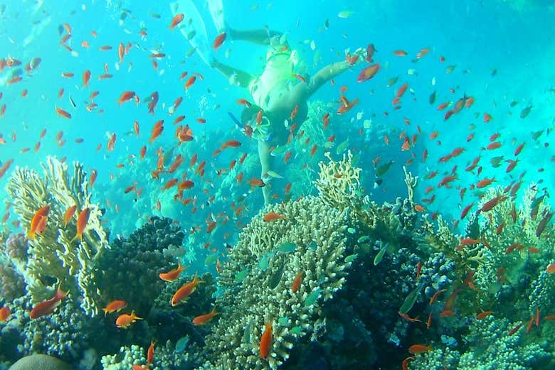 Snorkeling a Hamata e alle Isole Qulaan