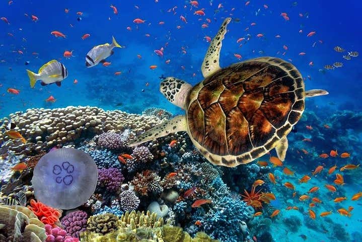 Fauna marina del Mar Rosso