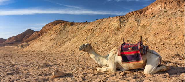 Desert Camel Ride in Marsa Alam