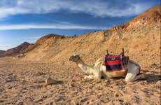 Giro in cammello nel deserto