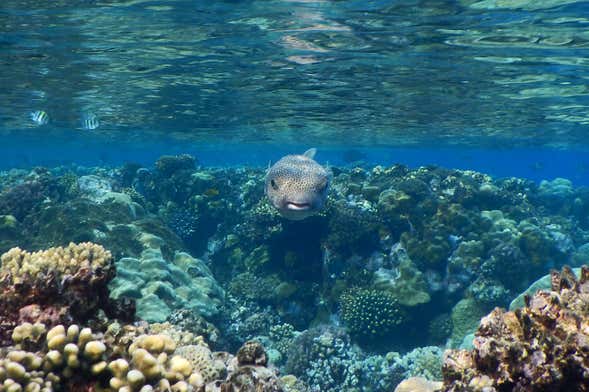 Snorkeling in Qulaan Islands