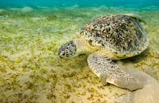 Snorkeling a Marsa Mubarak