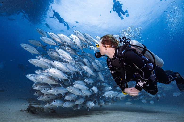 Buceando junto a un banco de peces