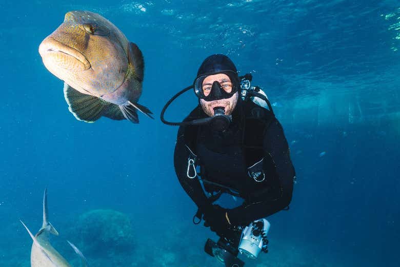 Você verá inúmeras espécies marinhas
