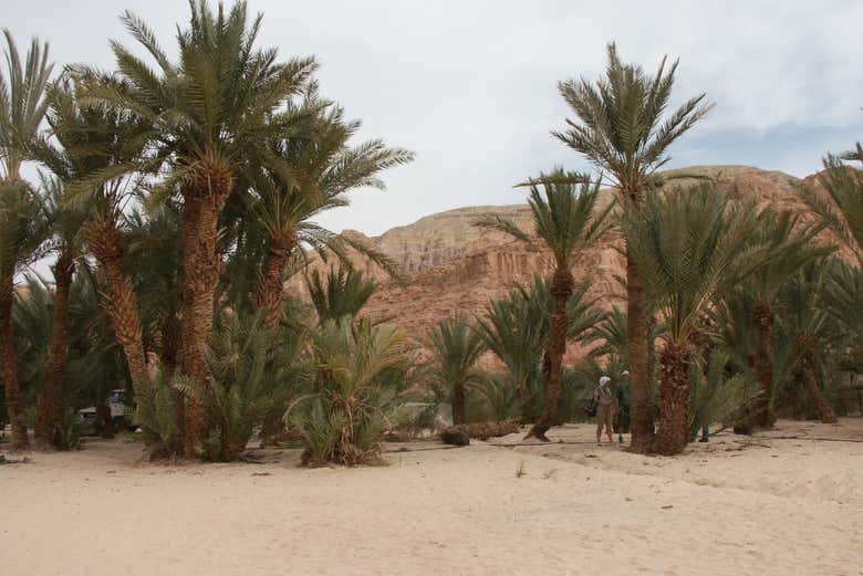 Oasis d'Ain Khudra