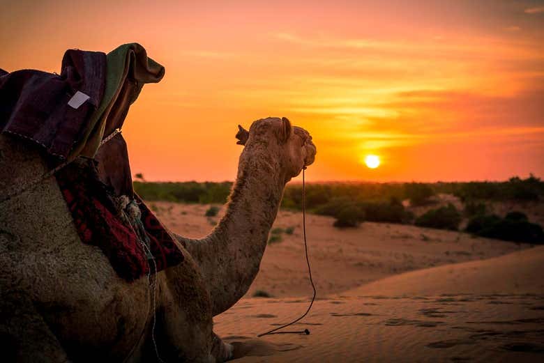 Camel ride