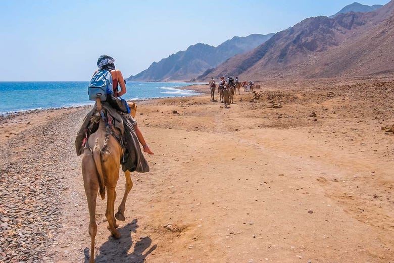 Balade en chameau le long des plages de Dahab