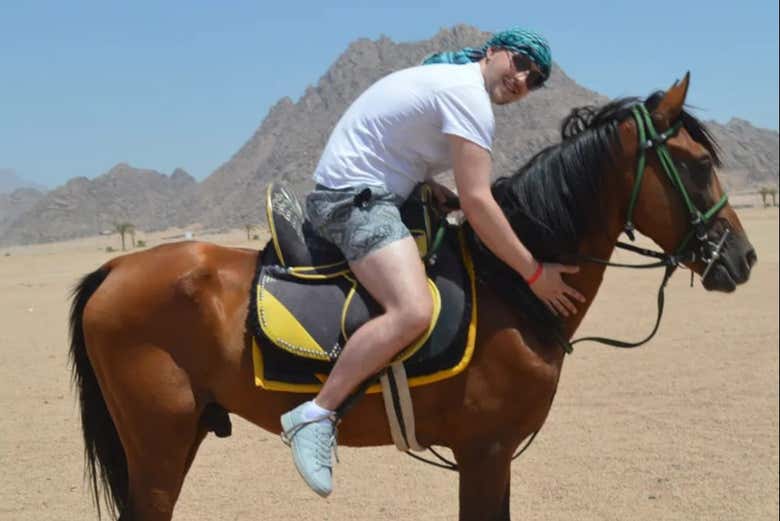 Caressez un cheval arabe