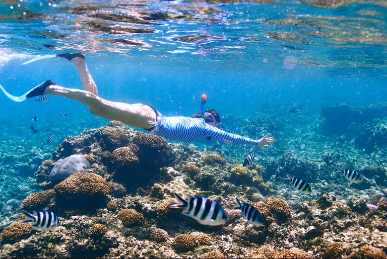 Découvrez les fonds marins fascinants de l'île de Tiran