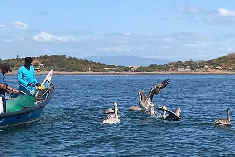 Pelicans in the sea