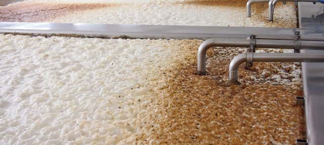 Visita a la cervecería Cadejo