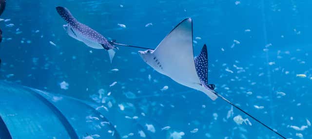 Entrada al Acuario Nacional de Abu Dhabi
