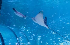 Abu Dhabi National Aquarium Ticket