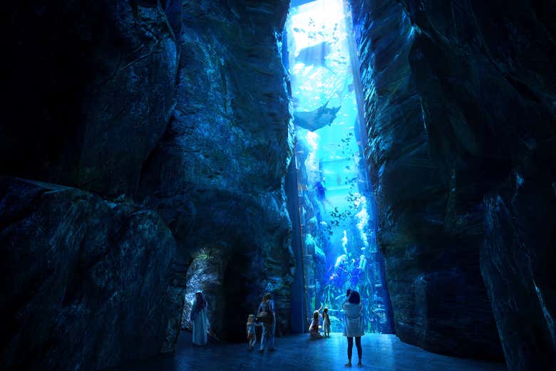 Learn about the marine wildlife of the Persian Gulf