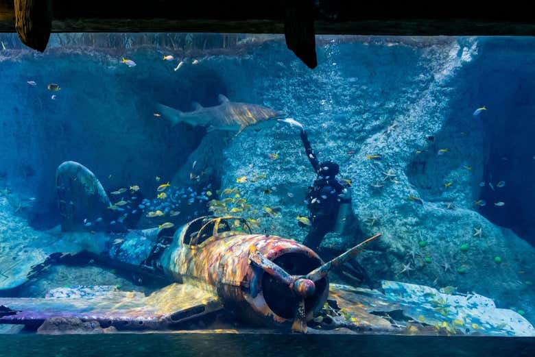Contemplaréis numerosas especies marinas