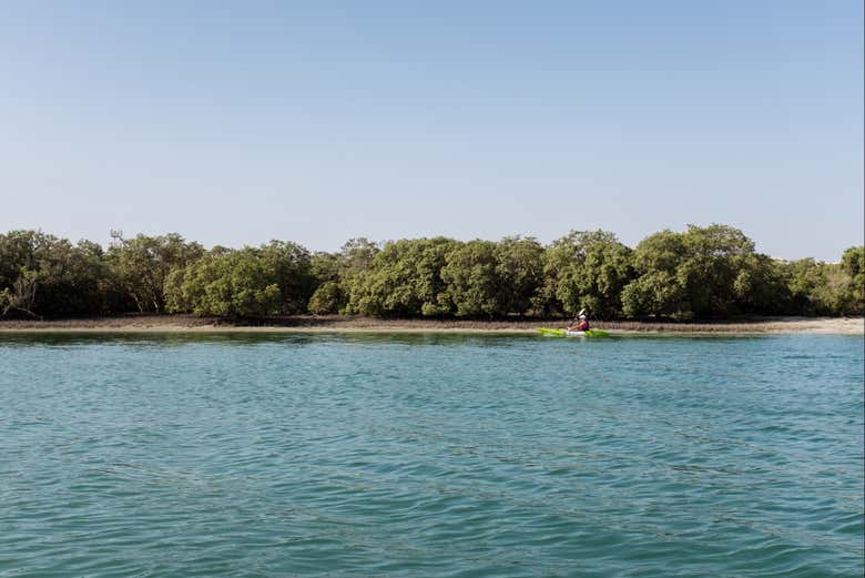 Vistas de los manglares