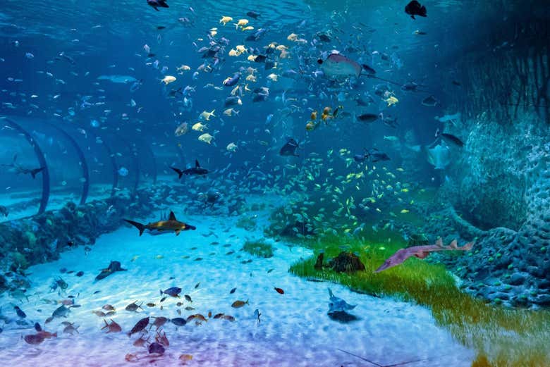 Uno de los tanques del Acuario Nacional de Abu Dhabi