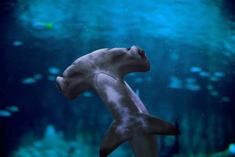Pez martillo del Acuario Nacional de Abu Dhabi