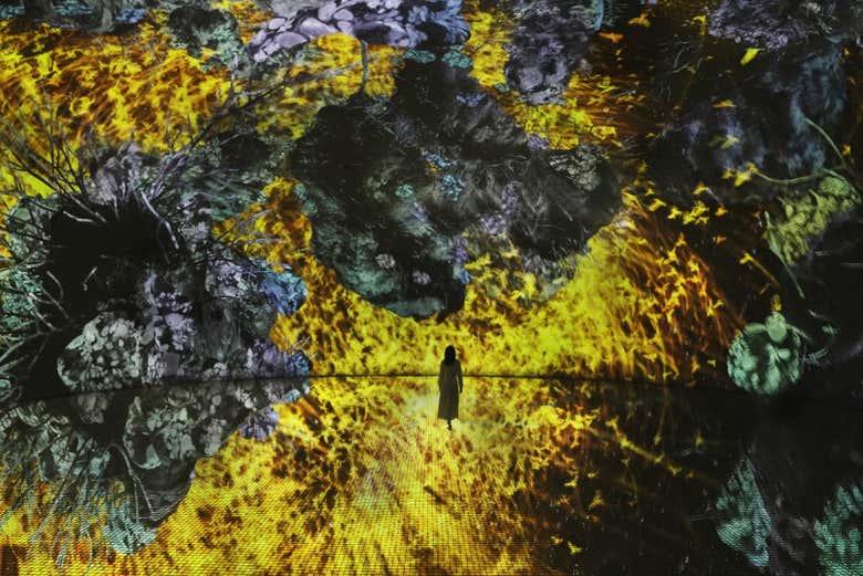Explorando las salas del teamLab Phenomena Abu Dhabi