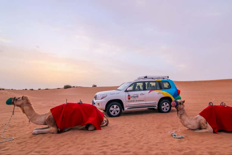Os camelos descansando ao lado do veículo 4x4