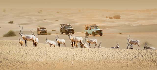 Desert Safari por el Oasis de Al Marmoom en 4x4 vintage