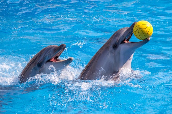 Dubai Dolphinarium Ticket