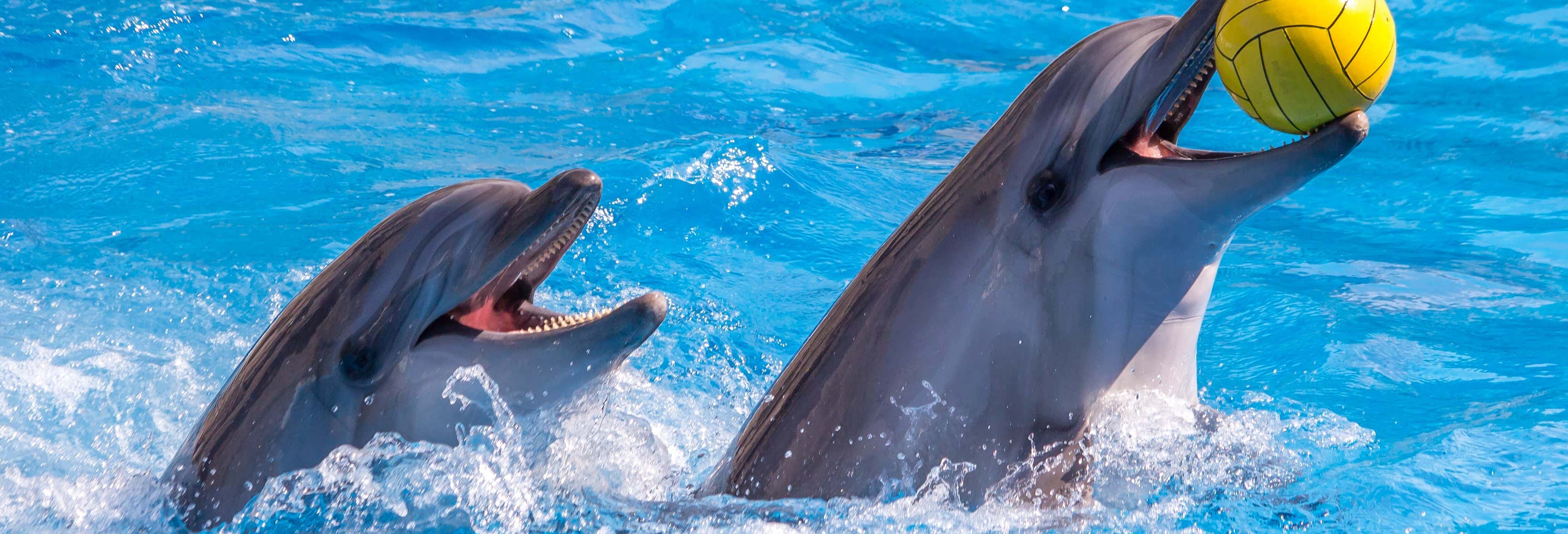 Zoológicos y acuarios en Dubái