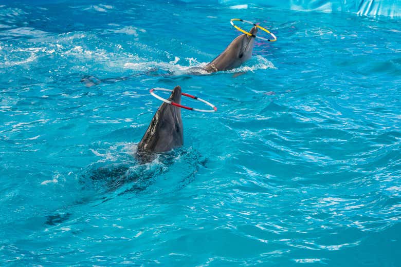 Dolphins getting ready to perform acrobatic tricks