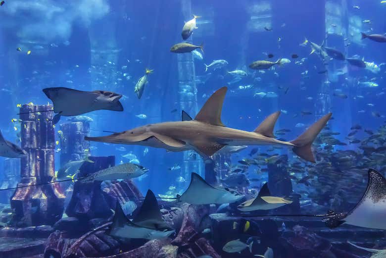 Dubai Aquarium & Underwater Zoo