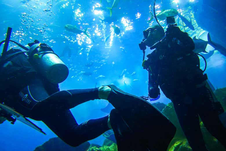 Les plongeurs dans l'aquarium