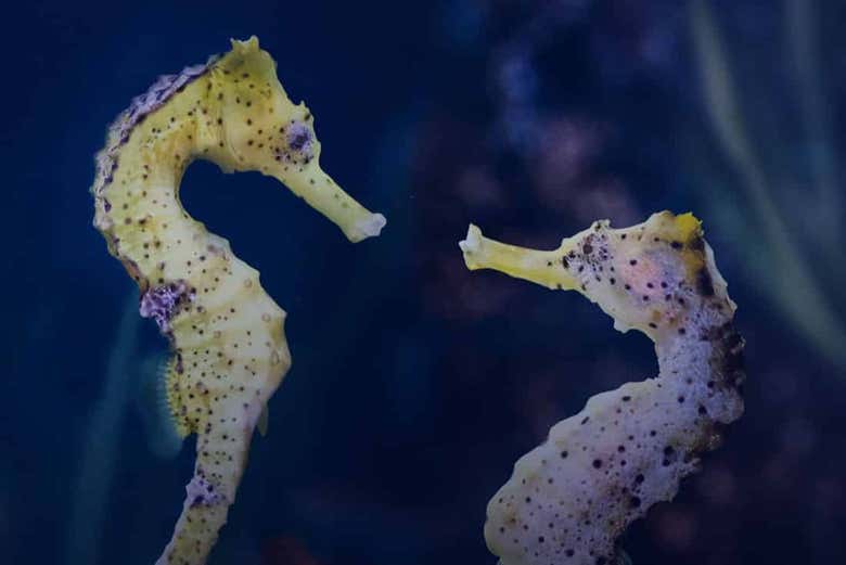 Caballitos de mar en el Dubai Aquarium